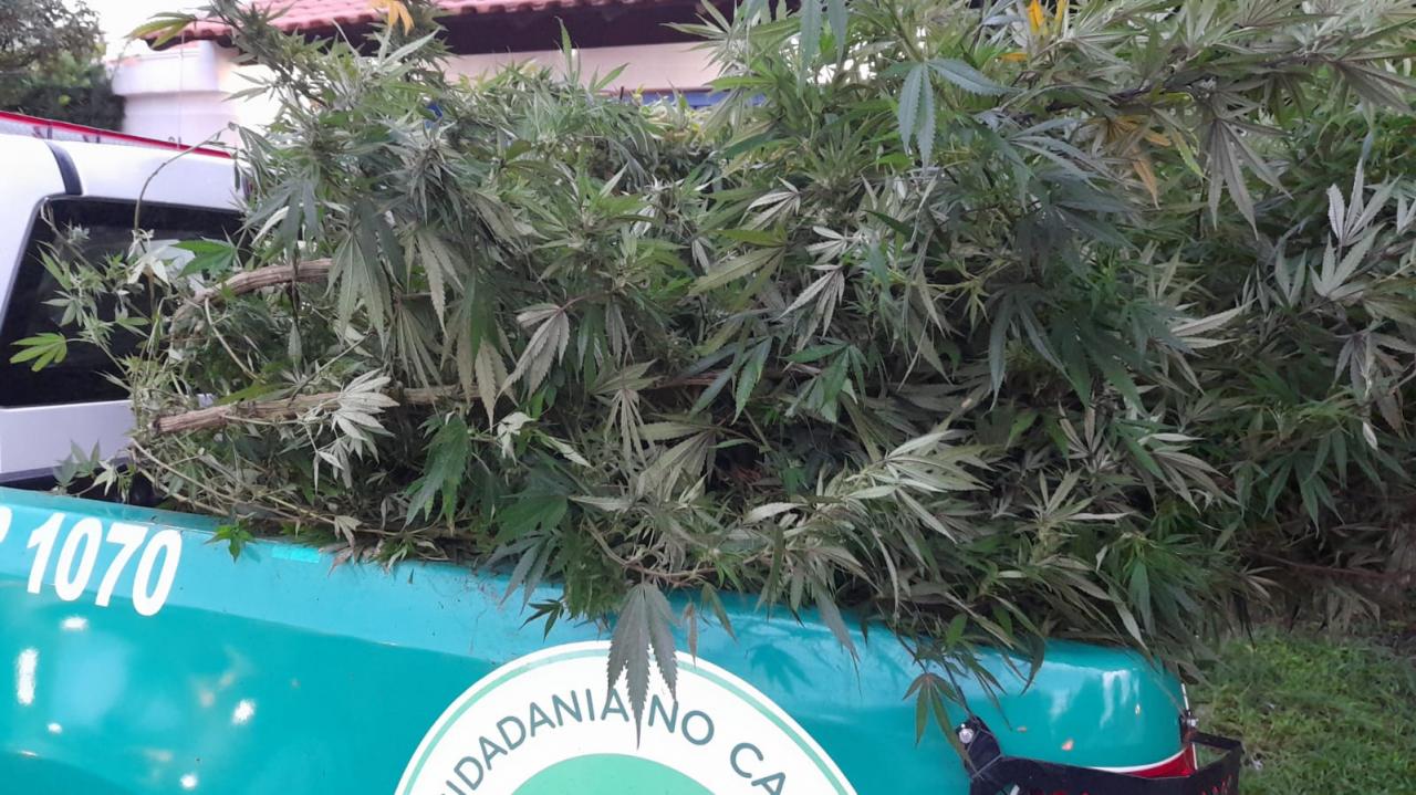 Foto 3 de 6 — Plantação de maconha é localizada após ação do BAEP em Araraquara